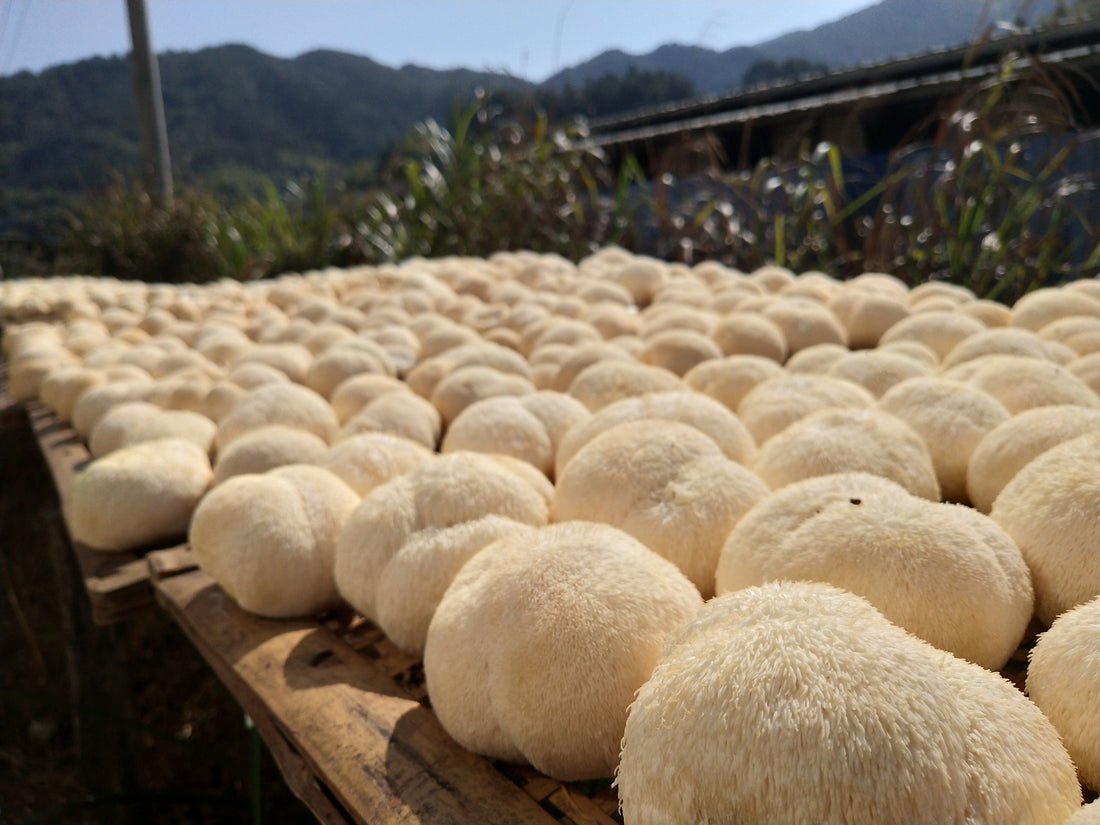 Lion's Mane