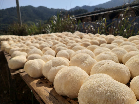 Lion's Mane