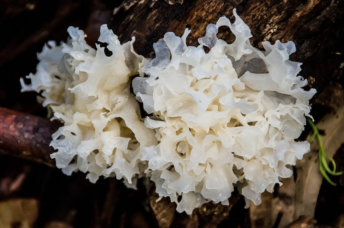 Tremella Mushroom: The Ultimate Natural Hydrator for Radiant Skin