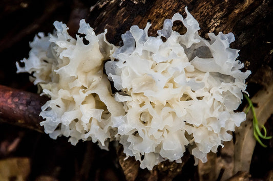 Tremella Mushroom: The Ultimate Natural Hydrator for Radiant Skin